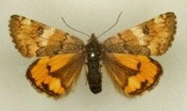 oranje berkenspanner, Archiearis parthenias, museum.jpg